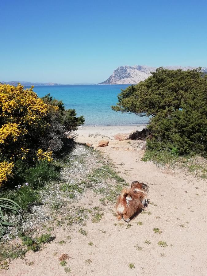 Frina Di Mari B&B San Teodoro  Eksteriør billede